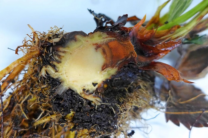 Aardbei Phytophthoracactorumrhizoom.jpg